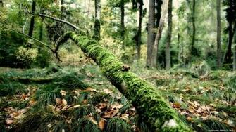 Wallpaper Proslut High Resolution Beautiful Nature Jungle