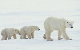 Polar Bear Baby Wallpaper