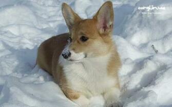 Corgi Ua Corwood Corgis Gallery Wallpaper