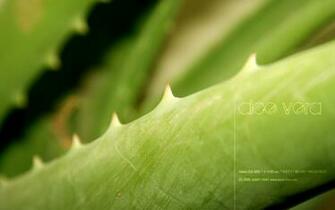 Aloe Vera By Aash Photography Macro Nature