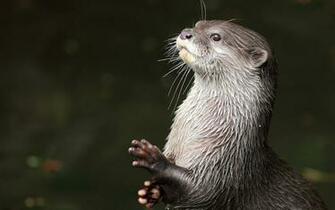 Pin River Otter Wallpaper Animalwallpapertc
