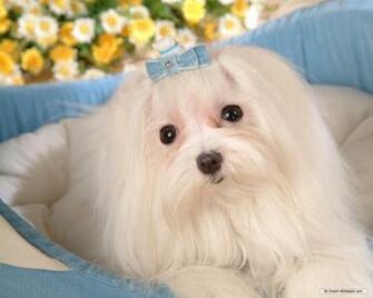 Wallpaper Maltese Dog Index