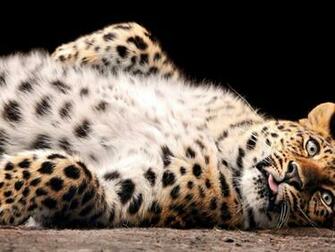 Big Cat Desktop Wallpaper