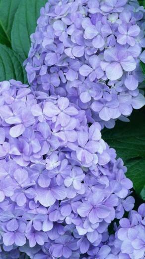 Purple Flower Balls Wallpaper iPhone