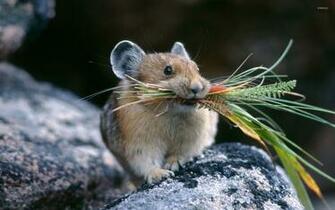 Mouse Wallpaper Animal