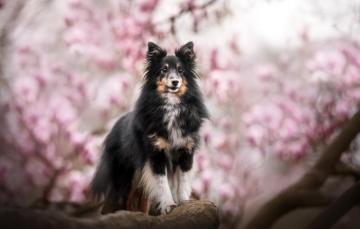 Wallpaper Each Dog Spring Image For Desktop Section