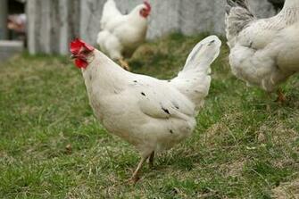 Hen Wallpaper