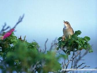 Bird Photography Vol Birds Variety Wallpaper On Branches