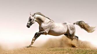 Wild White Horse Wallpaper High Quality Desktop