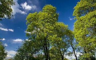 Vector Beach Spring Wallpaper Scenery Background Green