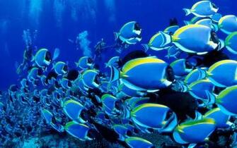 Blue Fish HD Widescreen Pixel Nature