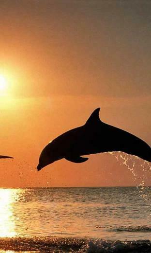 Cute Dolphin Live Wallpaper Android