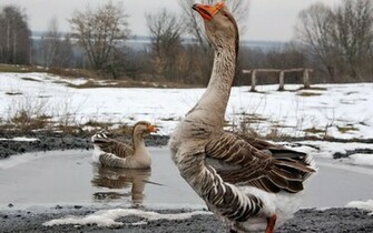 Geese Wallpaper