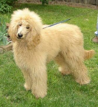 Standard Poodle Puppy Pictures HD Wallpaper And