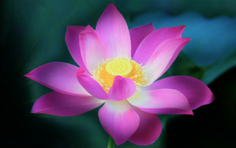 Lotus Flower HDr Mac Os Lion By Fatamorgana2012
