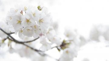 White Flowers Desktop