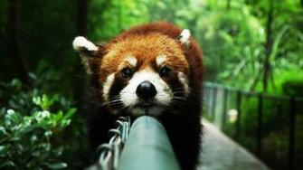 Red Panda Wallpaper