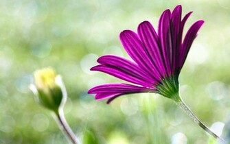 File Name Nice Wallpaper Of Purple Flower Bud Sun