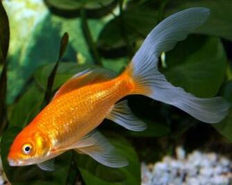 Freshwater Fish Wallpaper HD In Animals Imageci