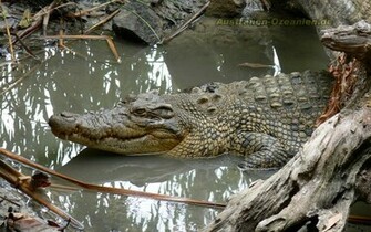 Wallpaper Saltwater Crocodile Bildschirmhintergrund