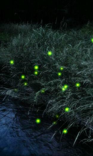 The Firefly Live Wallpaper To Use Home Menu