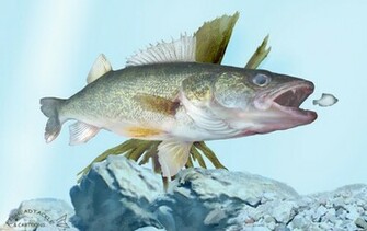 Walleye Wallpaper