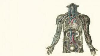 Anatomy Computer Wallpaper Desktop Background Id