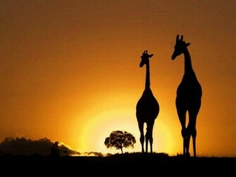 Wallpaper Best Silhouettes Nice