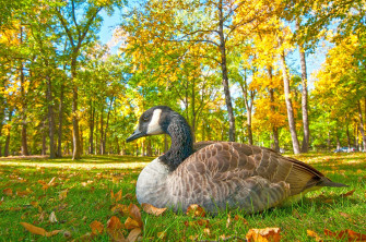Desktop Wallpaper Geese Autumn Park Grass Animals