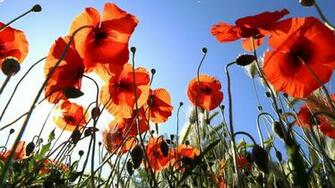Poppy Computer Wallpaper Desktop Background Id