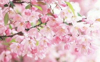 Cherry Blossoms Wallpaper