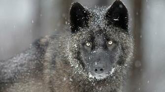Black Wolf Wallpaper