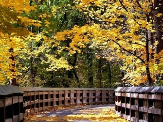 Top Fall Scene Wallpaper