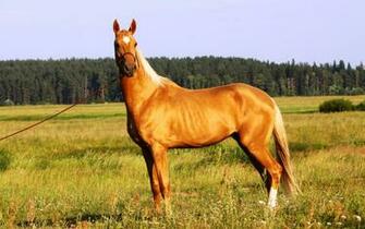Most Beautiful Horse HD Wallpaper Pictures Amp Image