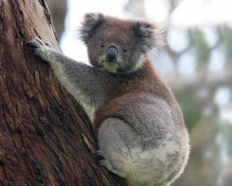 Koala Bear Wallpaper HD Bears