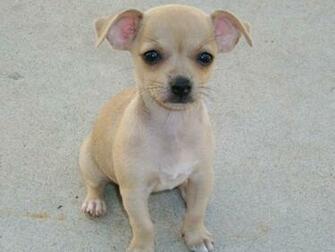 Pictures Of Chihuahua Puppies HD Wallpaper Pretty