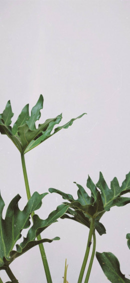 Plant iPhone Wallpaper
