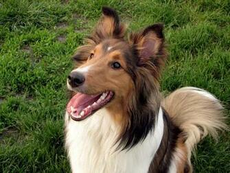 Shetland Sheepdog Dog Photo And Wallpaper Beautiful Lovely