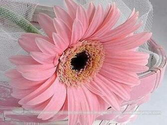Pink Daisy Wallpaper Related Keywords Amp Suggestions