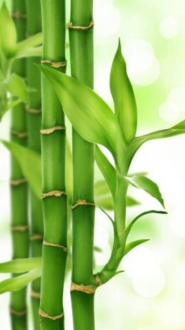 Bamboo Wallpaper By Queencleopatra E4 Green