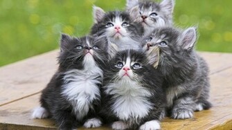 Kittens HD Wallpaper High Quality Desktop