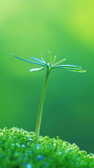 Green Grass Plant Nature iPhone Wallpaper