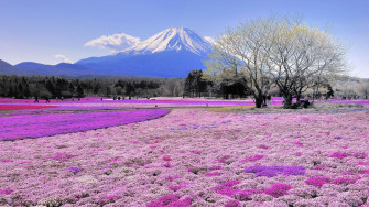 Spring Near Mount Fuji Japan