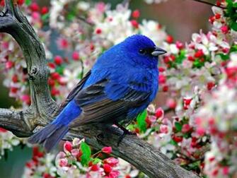 Sun Shines Beautiful Blue Bird Wallpaper
