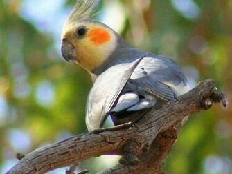 Cute Cockatiel Wallpaper Galleryhip The