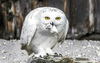 Wallpaper Snowy Owl Bird Animals