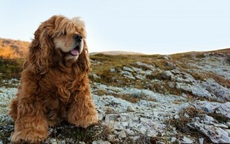 Animal Cocker Spaniel Wallpaper