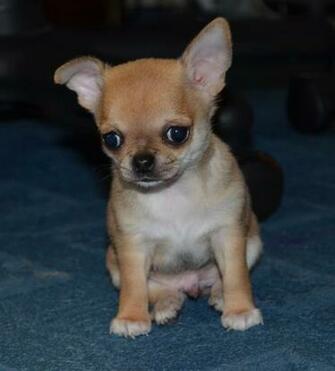 Chihuahua Wallpaper