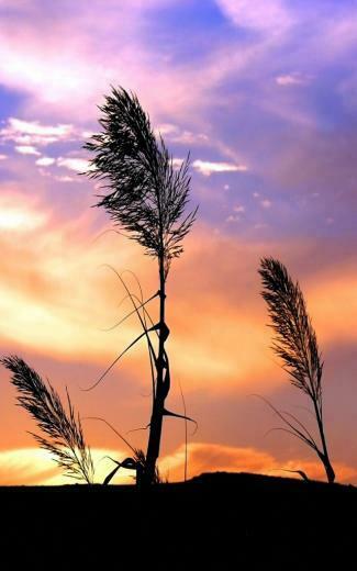 Nature Wallpaper For Android Cell Phone