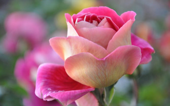 Flowers Wallpaper For Phone